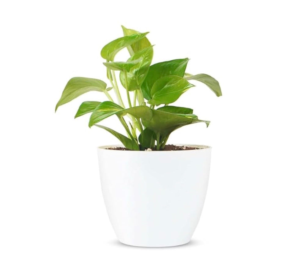 Money Plant