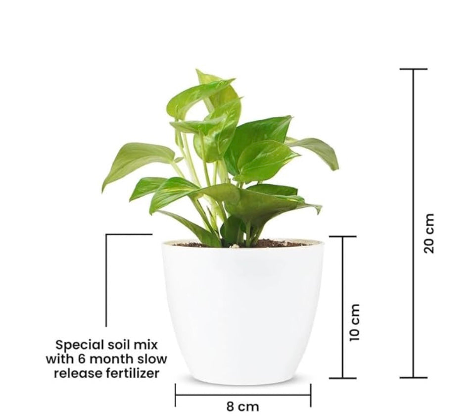 Money Plant